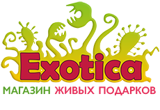 Exotica